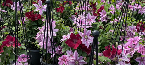 Clematis Raymond Evison Pink Obelisk 7 Litre
