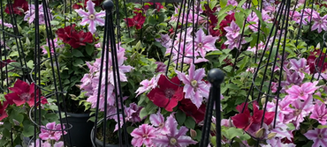 Clematis Raymond Evison Pink Obelisk 7 Litre