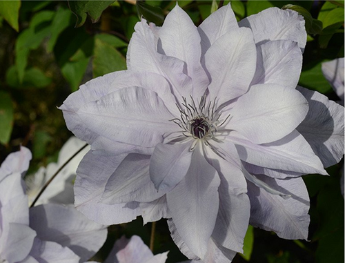 Clematis Reflections 3 litre