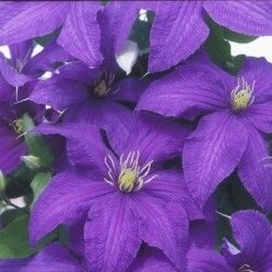 Clematis Rhapsody 3 Litre