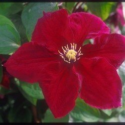 Clematis Rosemoor 3 Litre