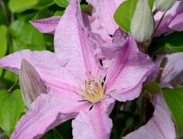 Clematis Sally 3 Litre