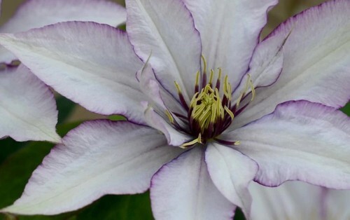 Clematis Samaritan Jo 3 Litre