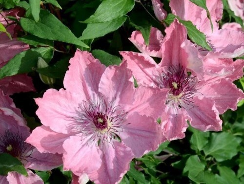 Clematis Sarah Elizabeth 3 Litre