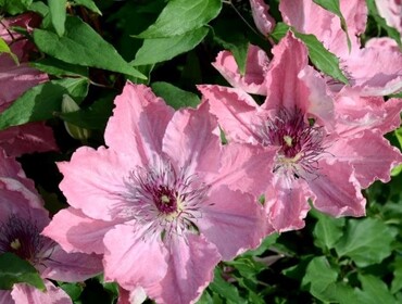 Clematis Sarah Elizabeth 3 litre