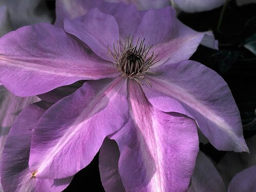 Clematis Shimmer 3 Litre