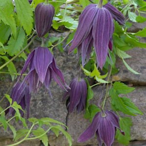 Clematis 'Sir Edward Elgar' 3 Litre
