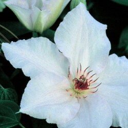 Clematis Snow Queen 3 Litre