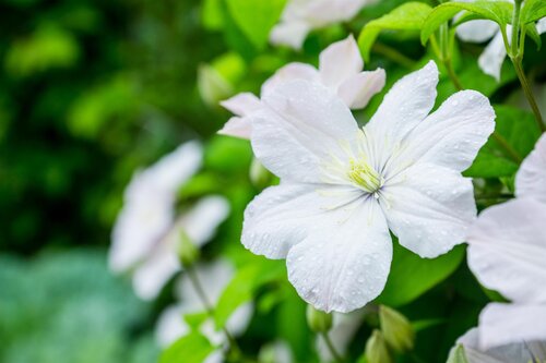 Clematis 'Sylvia Denny' 3 Litre