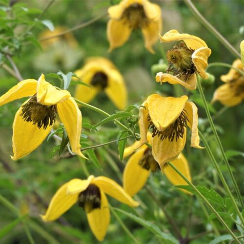 Clematis Tangutica 3 Litre