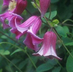 Clematis Texensis Etoile Rose 3 Litre