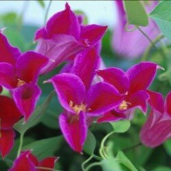 Clematis Texensis Princess Diana 3 Litre