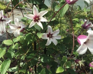 Clematis Texensis Princess Kate 3 Litre