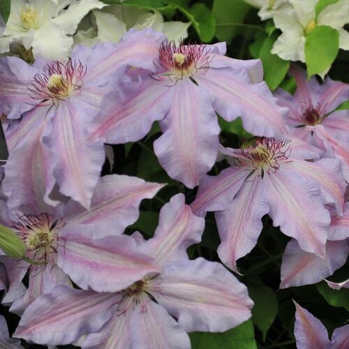 Clematis 'The First Lady' 3 Litre