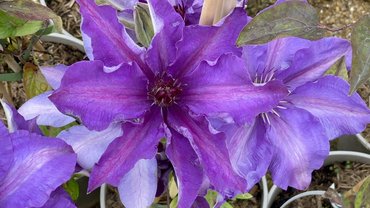 Clematis The President 3 Litre
