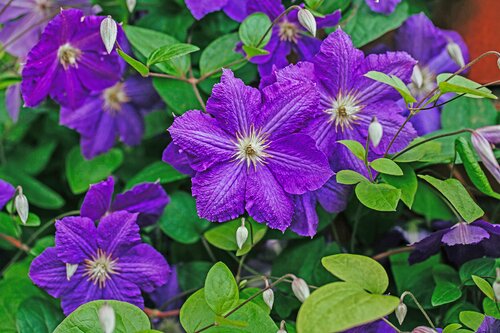 Clematis The President 3 Litre