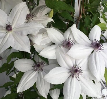 Clematis Tsukiko 3 Litre