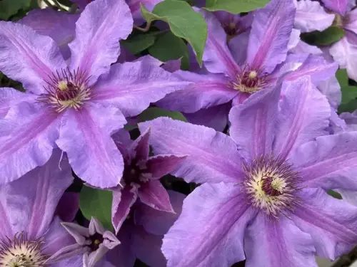 Clematis Tumaini 3 Litre