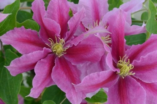 Clematis Vicki 3 Litre