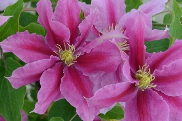 Clematis Vicki 3 Litre