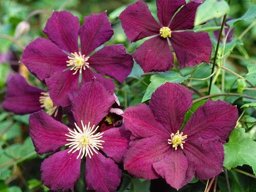 Clematis Viticella Etoile Violette 3 Litre