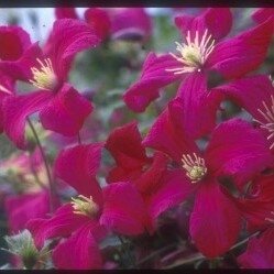 Clematis Viticella Mme J. Correvon 3 Litre
