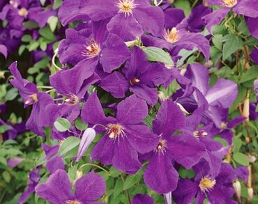 Clematis Viticella Polish Spirit 3 Litre