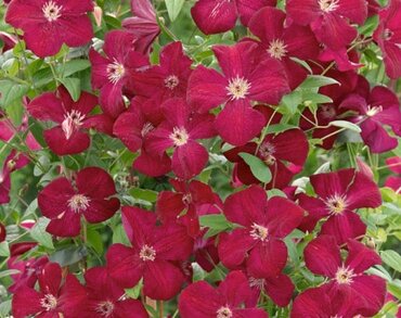 Clematis Viticella Royal Velours 3 Litre