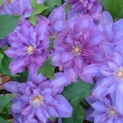 Clematis 'Vyvyan Pennell' 3 Litre