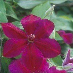 Clematis 'Westerplatte' 3 Litre