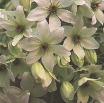Clematis White Abundance 2 Litre