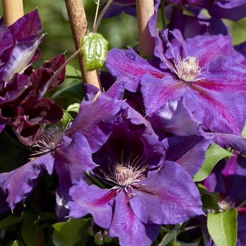Clematis 'Wildfire' 3 Litre