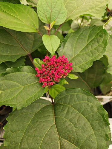 Clerodendrum bungei 7.5 Litre - image 1