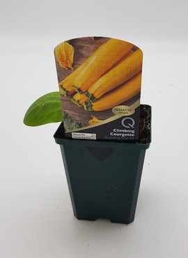 Climbing Courgette Shooting Star 8.5cm