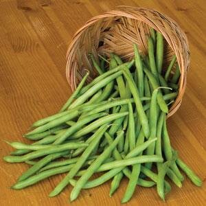 Climbing French Bean Blue Lake 6 Pack