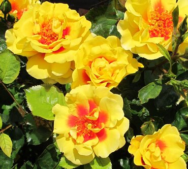 Climbing Rose Peters Persica 4 Litre - image 1