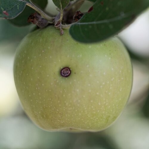 Codling Moth Trap - image 3