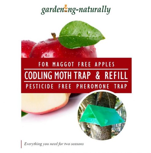 Codling Moth Trap & Refill