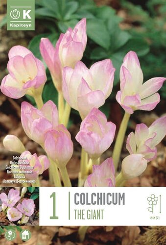 Colchicum The Giant