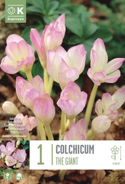 Colchicum The Giant