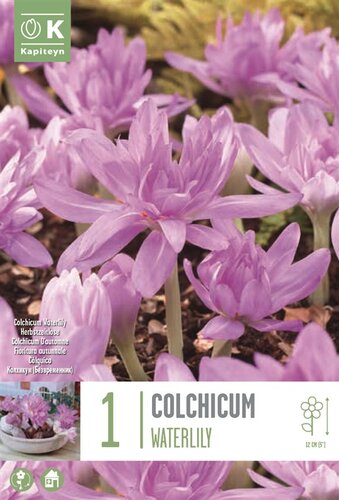 Colchicum Waterlily