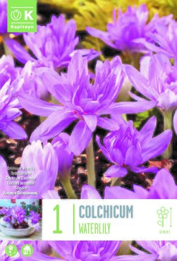 Colchicum Waterlily x 1