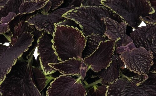 Coleus Abbey Road 1 Litre