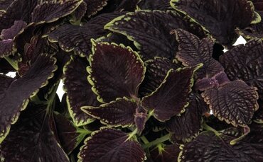 Coleus Abbey Road 1 Litre