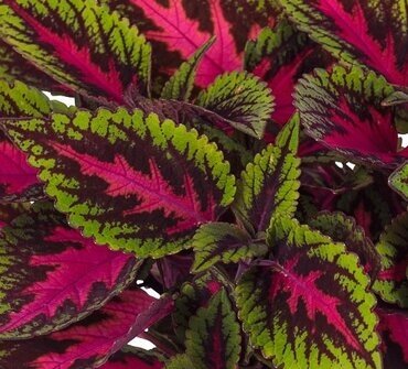 Coleus Alligator Alley 1 Litre