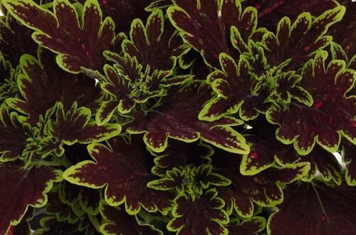 Coleus Bourbon Street 1 Litre