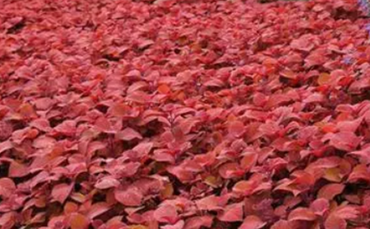 Coleus Campfire 1 Litre