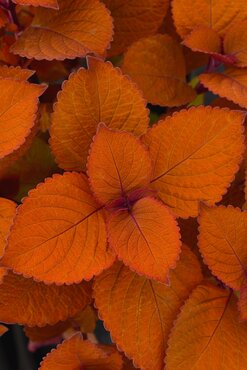 Coleus Campfire 2 Litre
