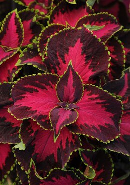 Coleus Chocolate Covered Cherry 2 Litre