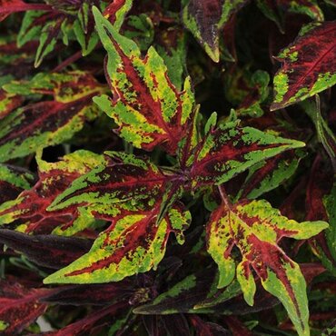Coleus Flamethrower Chili Pepper 1 Litre